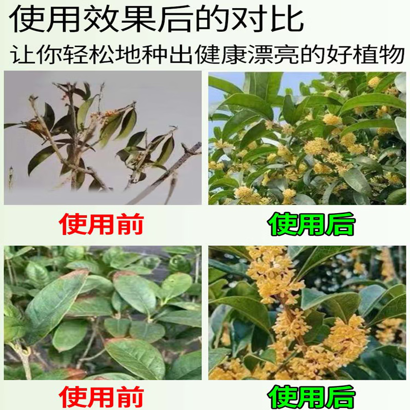 桂花树专用掉叶黑斑病桂花树专用肥料枯叶干尖黄叶营养液杀菌