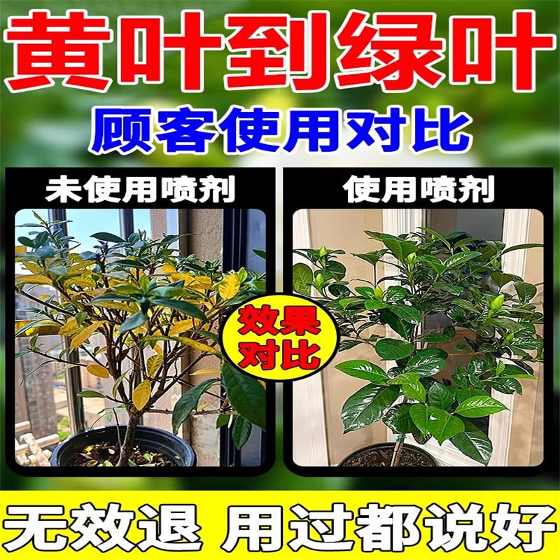 栀子花黄叶掉叶掉花苞专用肥料营养液急救液体助生长叶增绿促开花