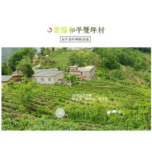 2023年新茶陕西安康紫阳富硒茶烘青绿茶-谷雨清香毛尖500g - 图2