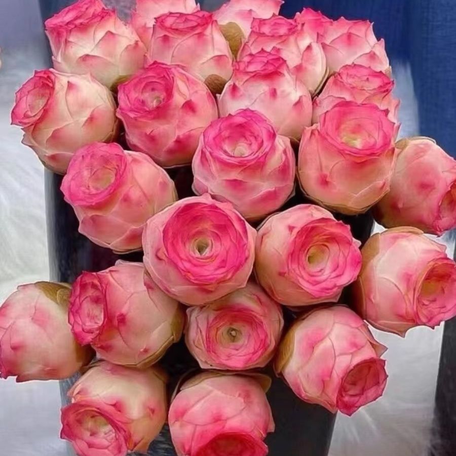 紫玫瑰多肉新款山地玫瑰多头群生老桩室内办公室桌面盆栽净化空气 - 图0