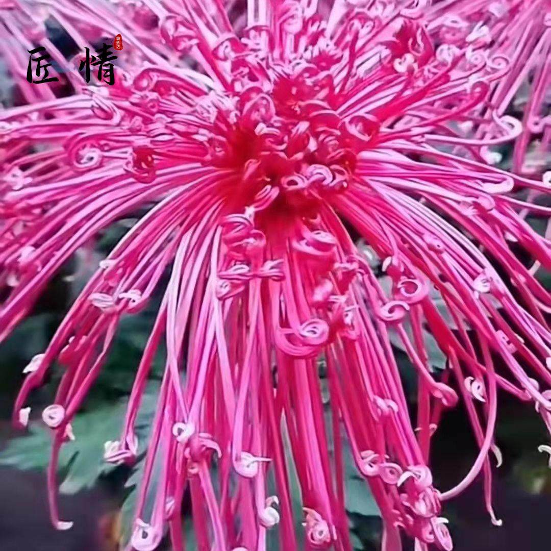 九月菊金丝菊牡丹菊可食用阳台庭院盆栽地栽四季种植好养易活菊花,淘宝优惠券,粉丝福利购,淘宝优惠卷