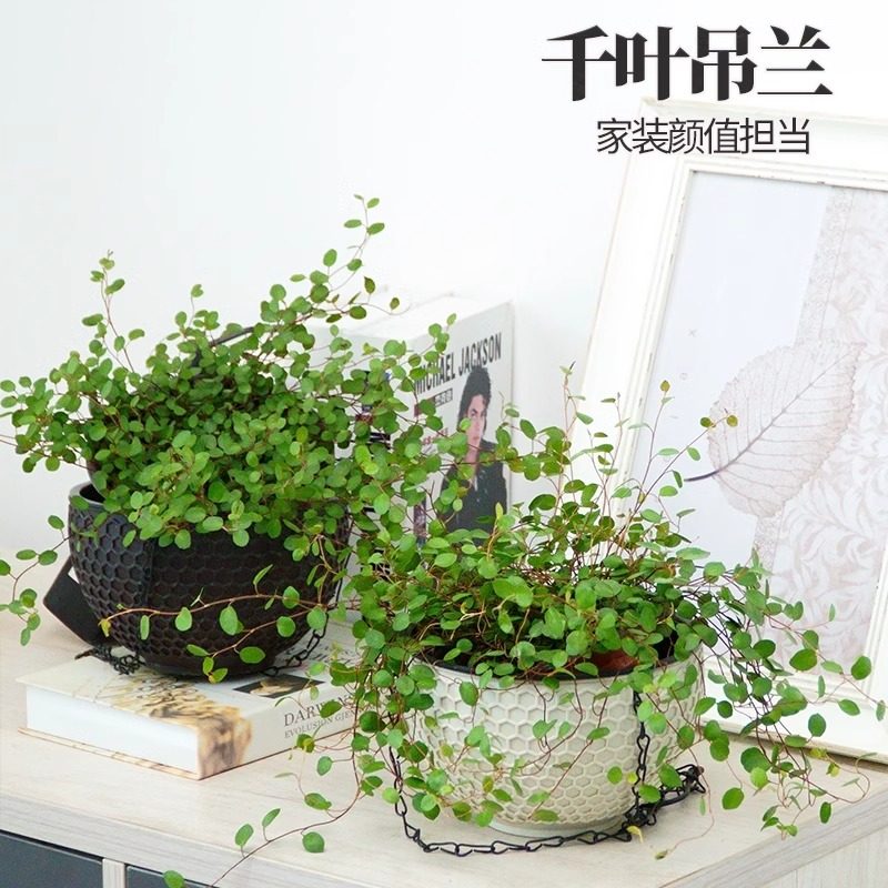 金边吊兰千叶吊兰盆栽观叶植物常春藤多年生餐桌摆件绿植四季常青,淘宝优惠券,粉丝福利购,淘宝优惠卷