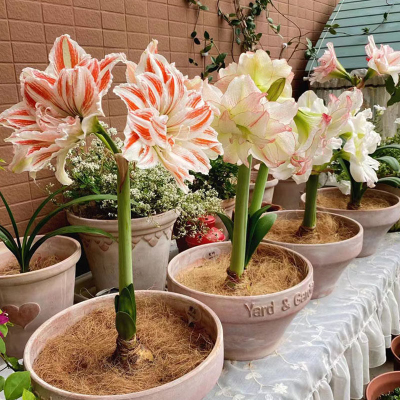 朱顶红进口重瓣特大种球四季盆栽花卉新手易种室内外阳台庭院植物,淘宝优惠券,粉丝福利购,淘宝优惠卷