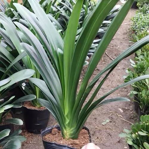 精品君子兰盆栽带花苞特级圆头和尚苗室内花卉植物四季好养活绿植 - 图1