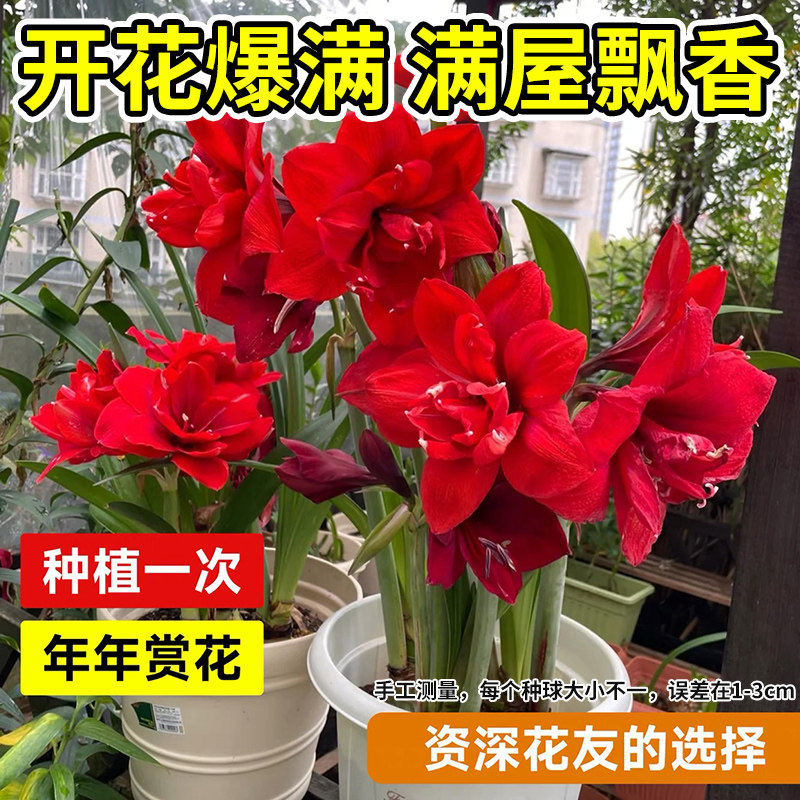 现货巨无霸系列大球荷兰进口朱顶红种球循环开花阳台庭院盆栽花卉,淘宝优惠券,粉丝福利购,淘宝优惠卷