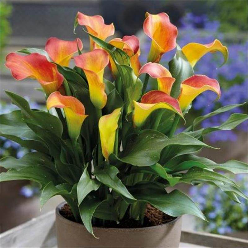 荷兰进口彩色马蹄莲种球四季种植易活开花不断室内外阳台盆栽大球,淘宝优惠券,粉丝福利购,淘宝优惠卷