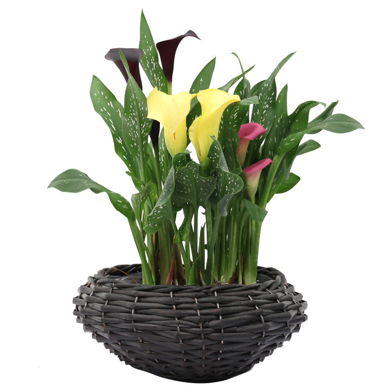 进口彩色马蹄莲种球带芽大球四季室内阳台盆栽苗易活种子球根花卉,淘宝优惠券,粉丝福利购,淘宝优惠卷