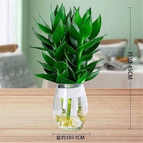 观音竹富贵竹水培植物带根花卉绿植绿萝室内盆栽转运竹子水养好养 - 图0
