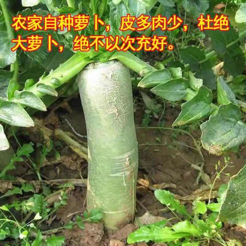 香辣萝卜干下饭菜农家手工腌制青萝卜条山东特产绿萝卜咸菜酱菜-图1