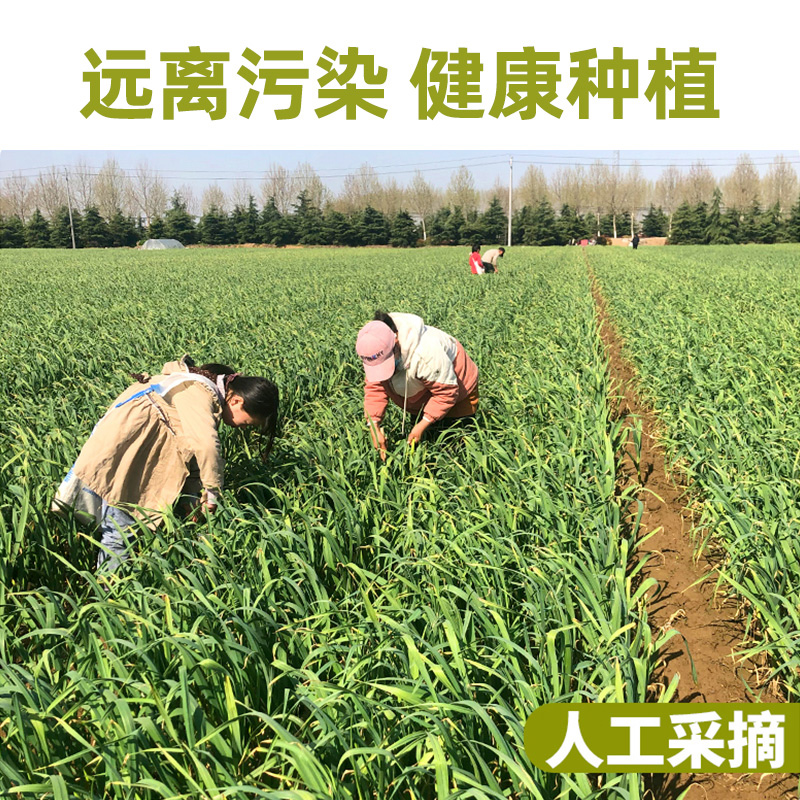 2024现摘新鲜蒜苔5斤蒜薹农家蒜毫自种蒜苗当季应季蔬菜蒜心9 - 图1