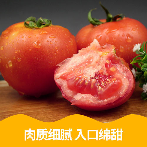 正宗自然熟普罗旺斯西红柿5斤新鲜生吃水果山东露天沙瓤大番茄9 - 图1