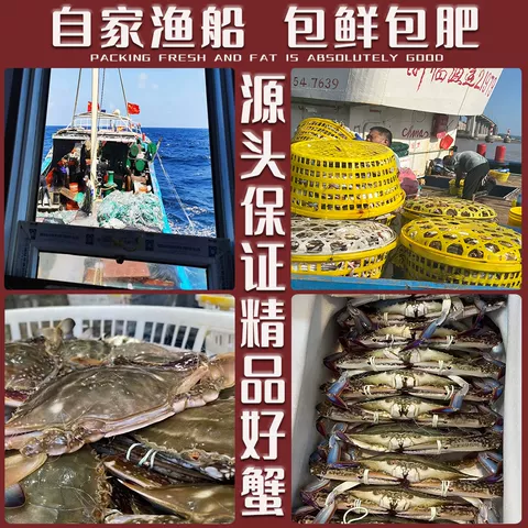 【保鲜不保活】舟山螃蟹活梭子蟹大白蟹海鲜水产新鲜野生公蟹飞蟹 图片 5