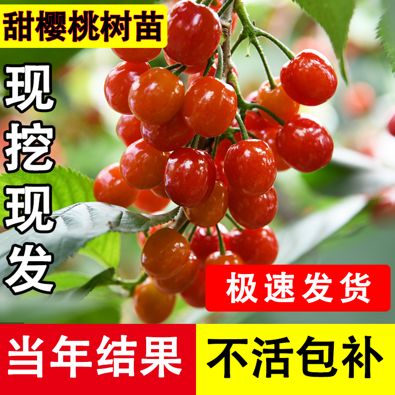 四川车厘子树苗正宗樱桃树果苗南方种植北方大樱桃苗果树果苗大全,淘宝优惠券,粉丝福利购,淘宝优惠卷