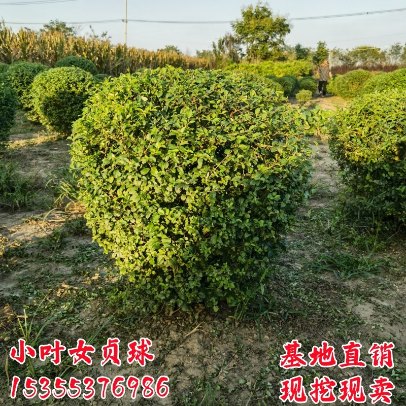 小叶女贞树苗球形造型别墅庭院绿篱绿化工程苗四季常青冬青盆景,淘宝优惠券,粉丝福利购,淘宝优惠卷