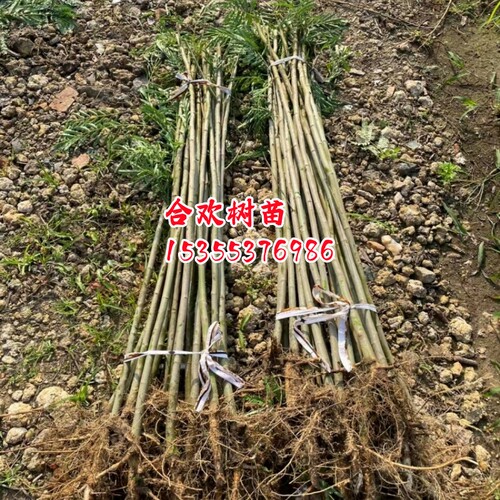 合欢树苗合欢苗绒花树苗芙蓉花树苗庭院花卉盆栽当年开花合欢苗 - 图0