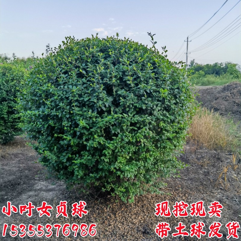 小叶女贞树苗球形造型别墅庭院绿篱绿化工程苗四季常青冬青盆景,淘宝优惠券,粉丝福利购,淘宝优惠卷