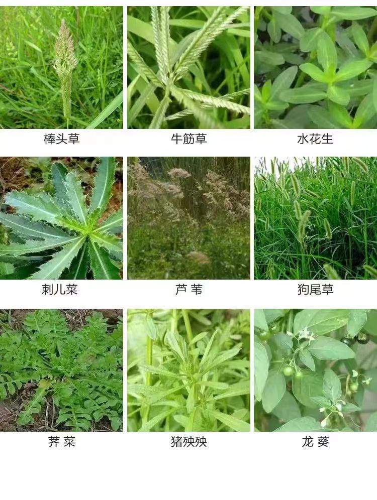 精草铵磷铵盐正品除草剂精草胺磷草铵膦草安磷果园杀草烂根剂农药-图3