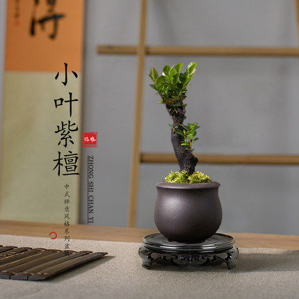 速发小叶紫檀季景盆栽老桩客厅办内室四盆常青绿植物室公外好养活,淘宝优惠券,粉丝福利购,淘宝优惠卷