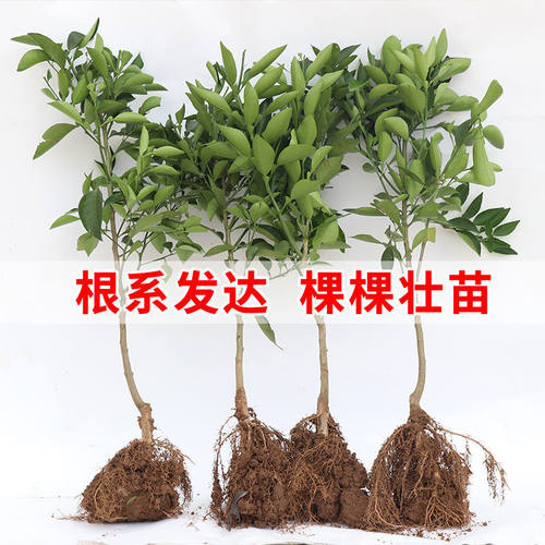 冰糖橙苗嫁接橙子树苗冰糖柑苗盆栽地栽南北方种植果树苗当年结果 - 图3