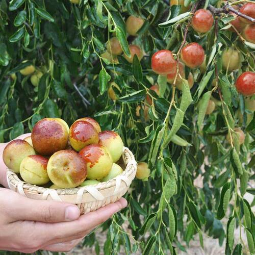 嫁接枣树苗特大沾化冬枣当年结果南北方种植盆栽地栽大青枣果树苗 - 图2