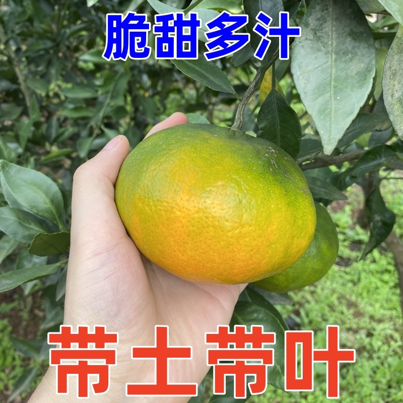 甘平柑橘桔子嫁接苗爱媛34号新品种盆栽南北方庭院地栽种植果树苗,淘宝优惠券,粉丝福利购,淘宝优惠卷