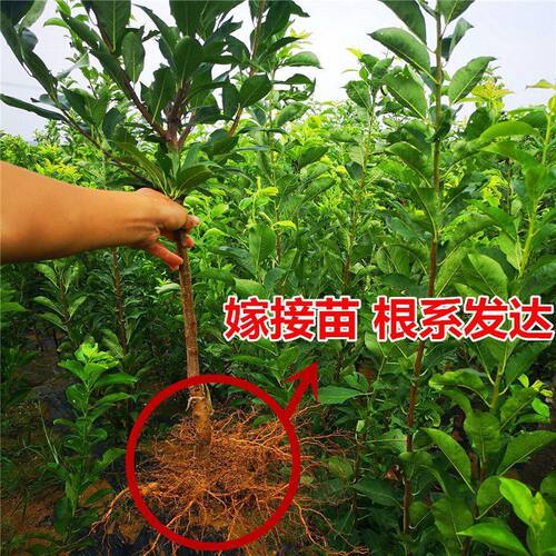四川蜂糖李子果树苗子南方蜂糖早晚熟嫁接青脆骨李子苗新品种带果 - 图0