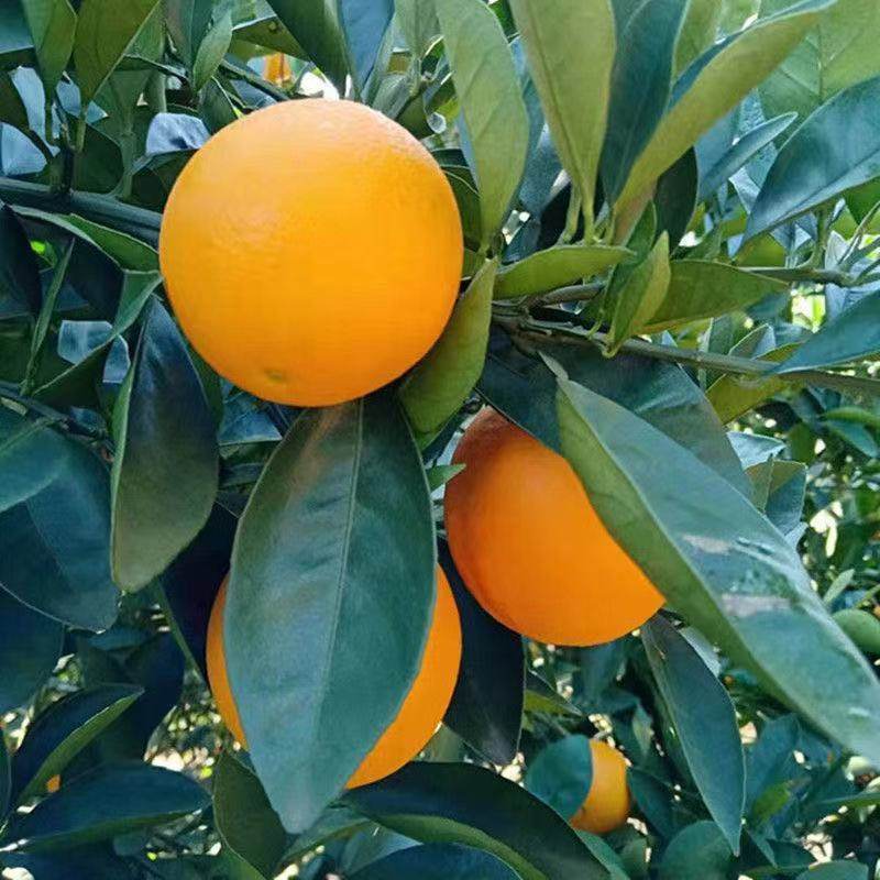 冰糖橙苗嫁接橙子树苗冰糖柑苗盆栽地栽南北方种植果树苗当年结果,淘宝优惠券,粉丝福利购,淘宝优惠卷