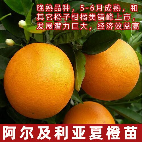 四川夏橙苗果树苗特大秭归夏橙树苗脐橙橙子树苗庭院南北盆栽地栽 - 图0