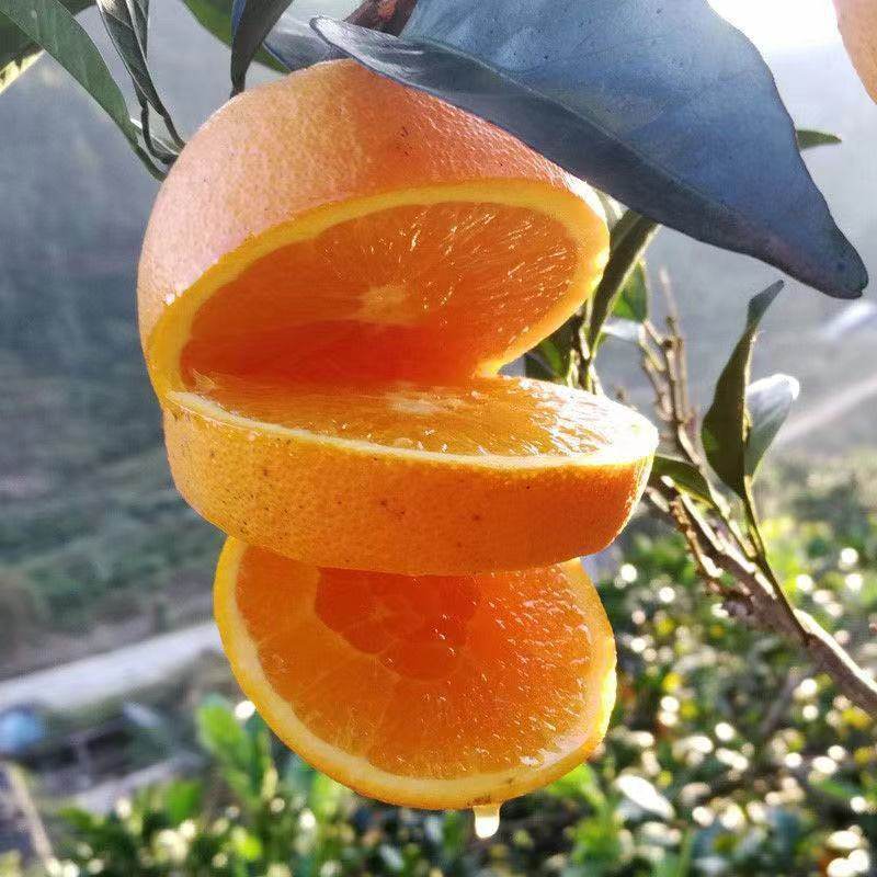 冰糖橙苗嫁接橙子树苗冰糖柑苗盆栽地栽南北方种植果树苗当年结果,淘宝优惠券,粉丝福利购,淘宝优惠卷