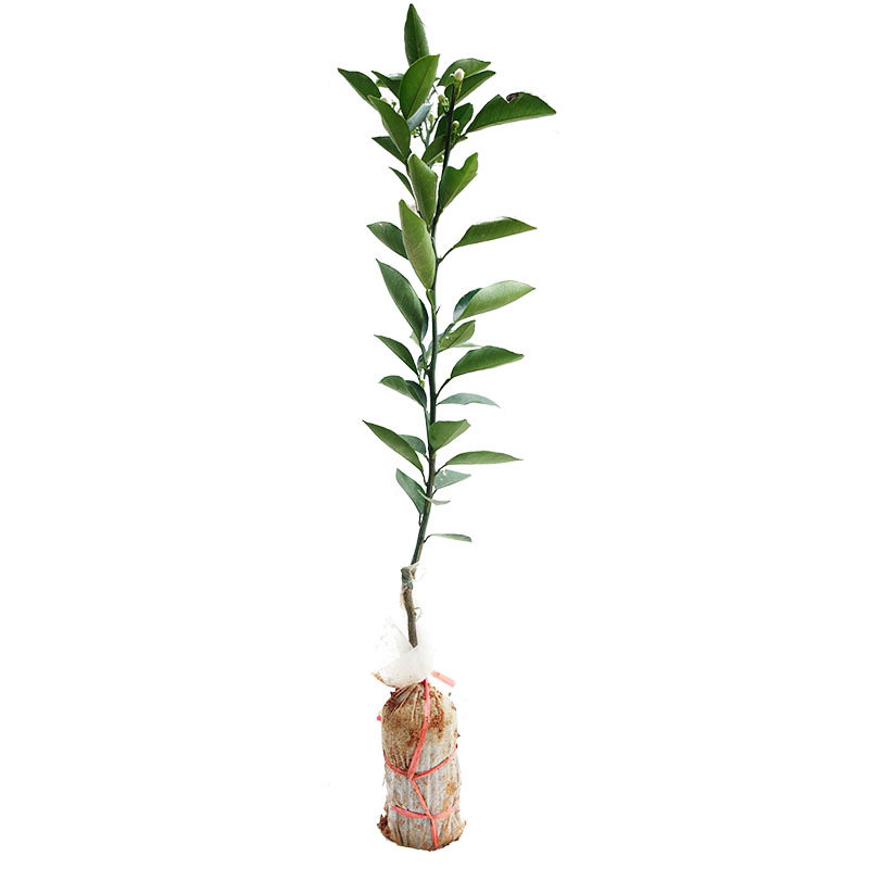 玫瑰香橙树苗玫瑰血橙苗 橙子苗 四川玫瑰香橙树盆栽地栽当年结果,淘宝优惠券,粉丝福利购,淘宝优惠卷