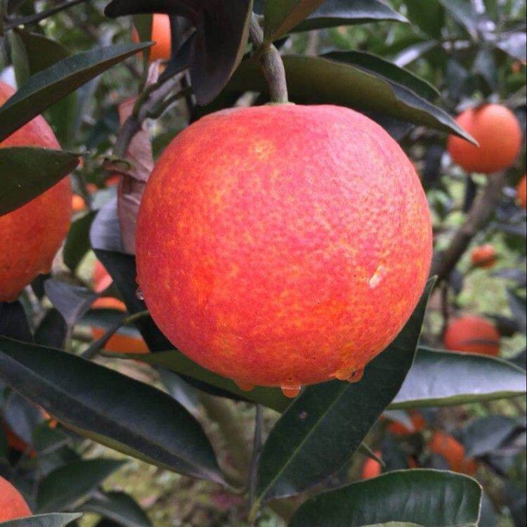 玫瑰香橙树苗玫瑰血橙苗 橙子苗 四川玫瑰香橙树盆栽地栽当年结果,淘宝优惠券,粉丝福利购,淘宝优惠卷