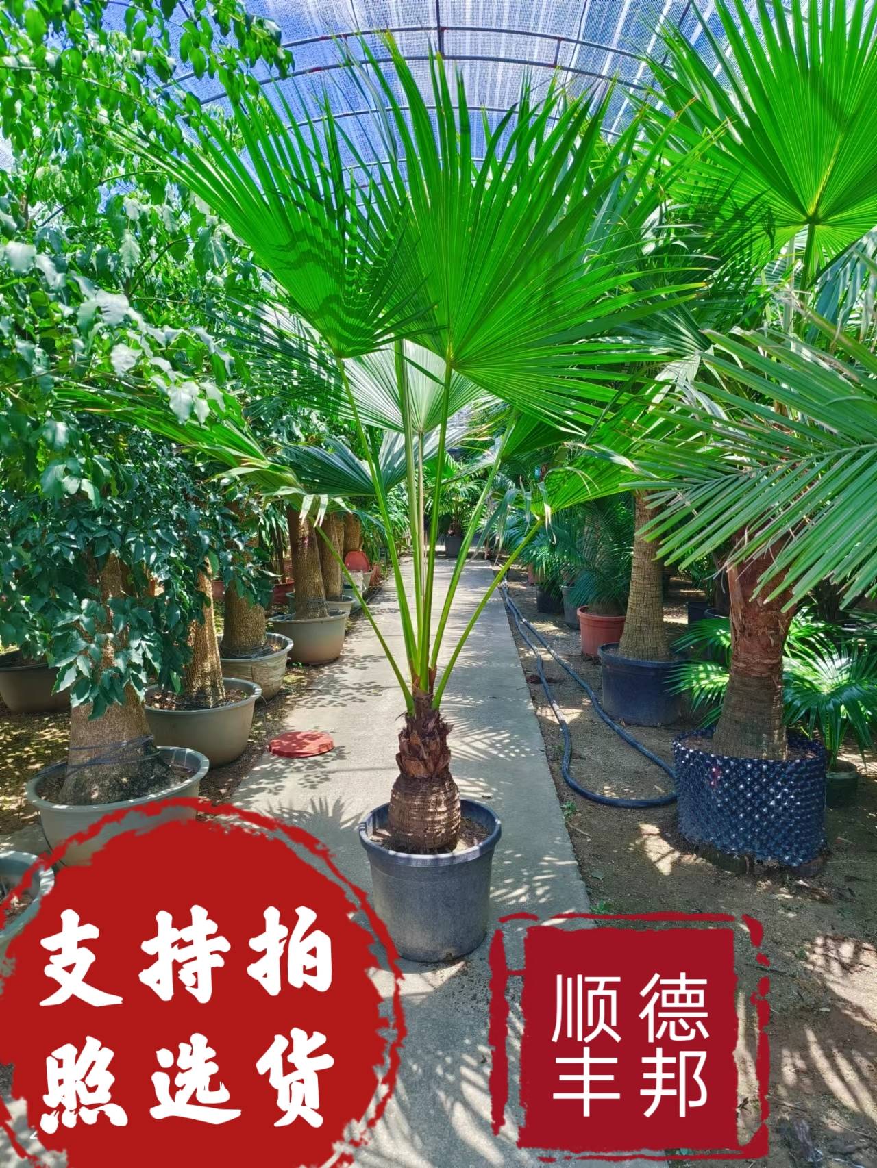 耐寒蒲葵植物棕榈科树扇叶室内外绿植四季长青大型观叶好养活网红 - 图3