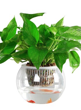 速发水培植物定掌篮玻璃花明透瓶绿萝白植专用水养容器花盆圆球形