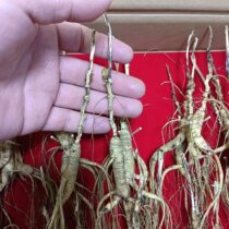 Long White Mountain Ginseng 25 years of Lin Lower ginseng Ginseng Dry Foot of the Dried Foot of Dry Foot Wine to Cook Soup