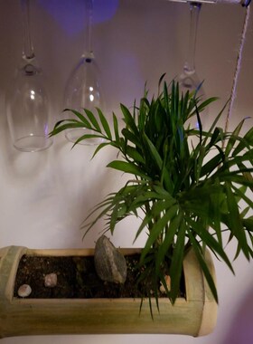 竹筒花盆壁挂阳台挂墙吊挂悬挂式挂架多肉吊兰大口径竹子木头创意