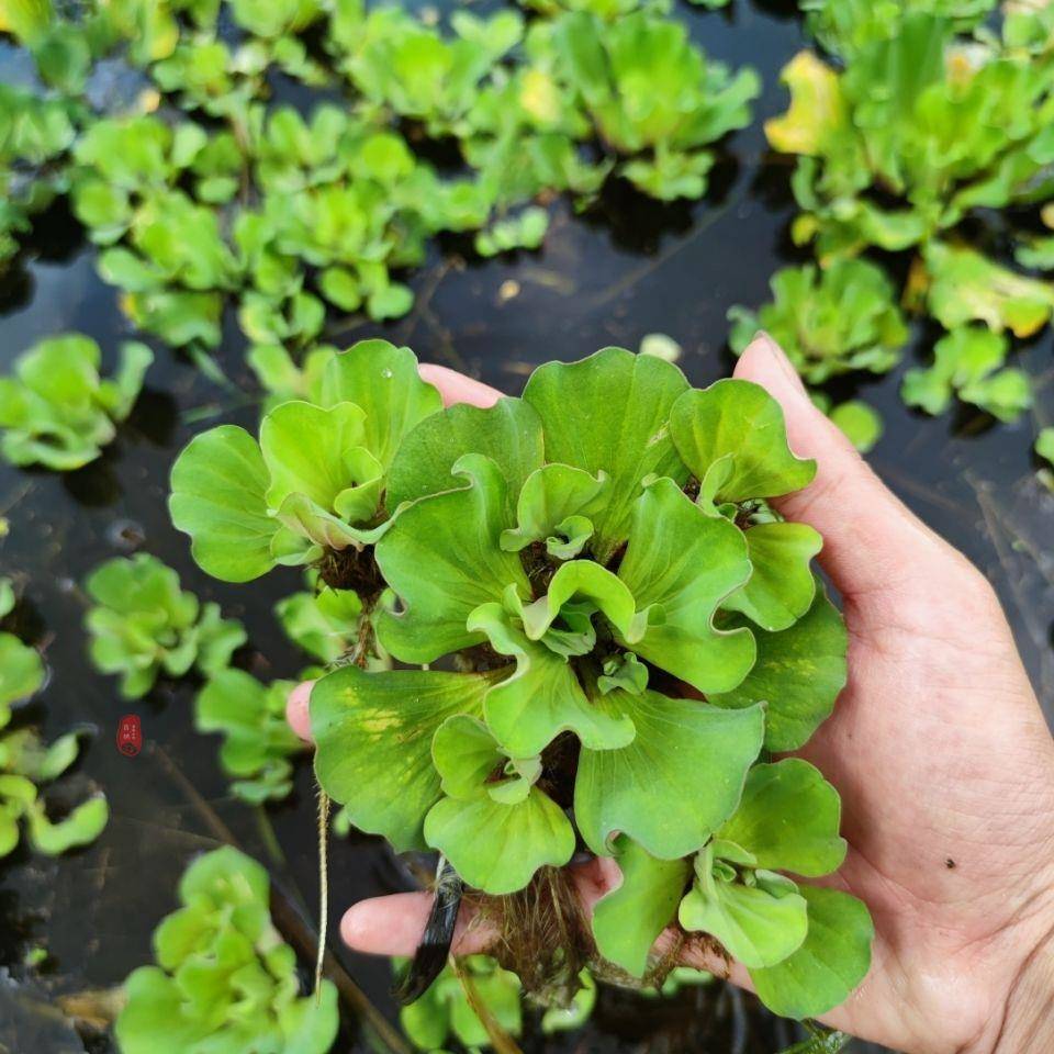 鱼池水生植物室外无土庭院户外鱼缸装饰造景池塘水草净化水质水缸-图3