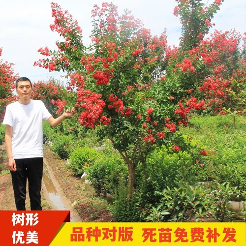 紫薇花树苗盆栽四川红花紫薇苗红火箭丛生红紫薇树苗百日红紫薇苗 - 图2