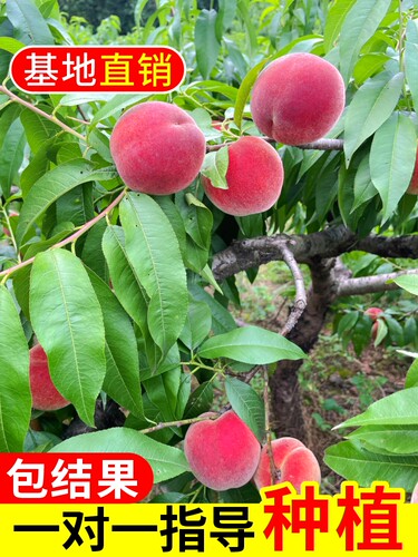 桃树果嫁接黄桃树苗冬桃油桃果树苗南北方庭院种植当年结果 - 图1