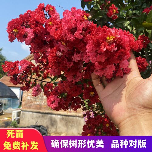 紫薇花树苗盆栽四川红花紫薇苗红火箭丛生红紫薇树苗百日红紫薇苗 - 图1