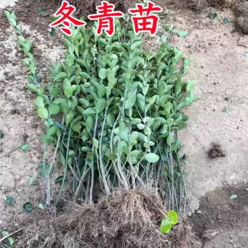 篱笆苗法国冬青树苗直立苗四季常青珊瑚苗庭院绿化苗北海道黄杨苗 - 图2
