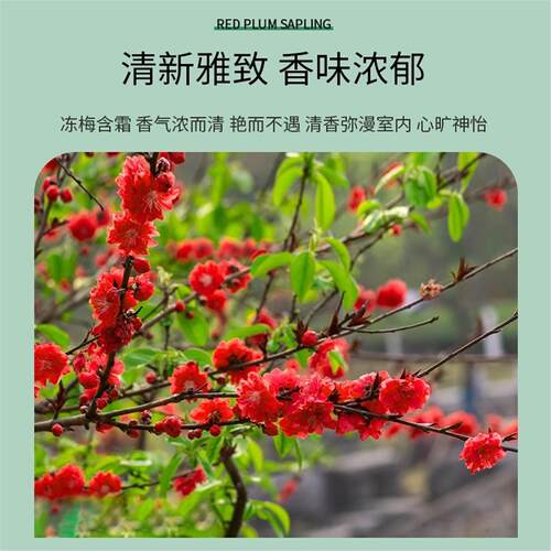 耐寒红梅花树苗庭院地栽浓香型四季花卉植物骨里红梅腊梅绿梅室外 - 图0