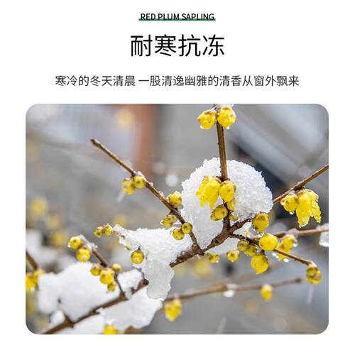 耐寒红梅花树苗庭院地栽浓香型四季花卉植物骨里红梅腊梅绿梅室外 - 图1