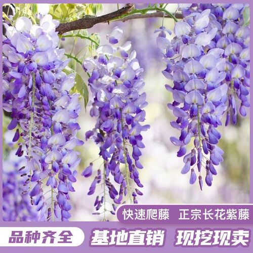 日本紫藤树苗庭院围墙爬藤植物普罗旺斯紫藤苗攀援藤蔓花紫藤萝苗 - 图2