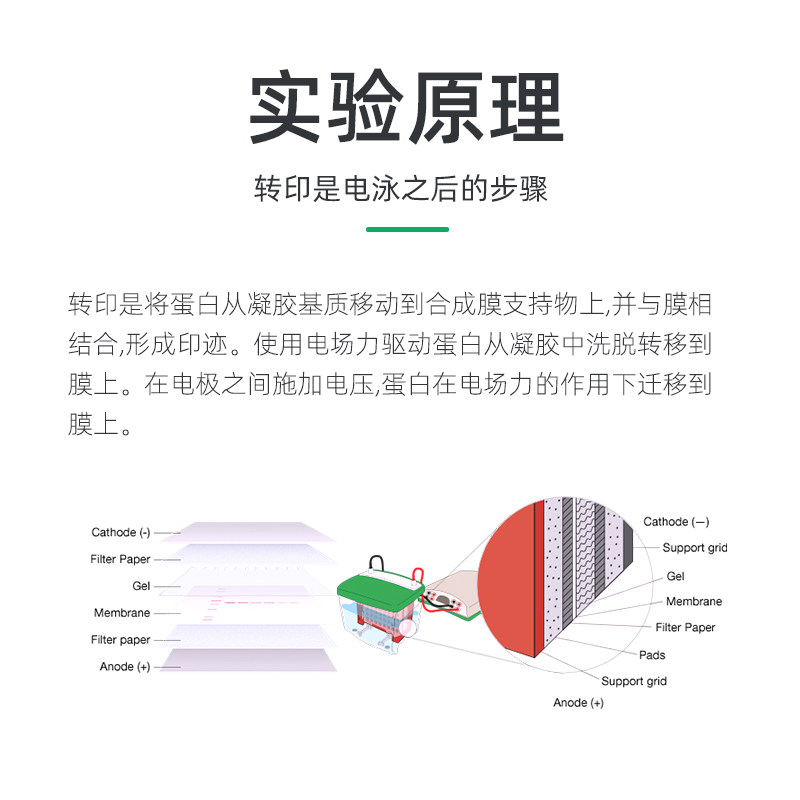 适配伯乐WB湿转转印海绵垫转印棉转膜槽海绵衬垫Foam Pad 1703933,淘宝优惠券,粉丝福利购,淘宝优惠卷