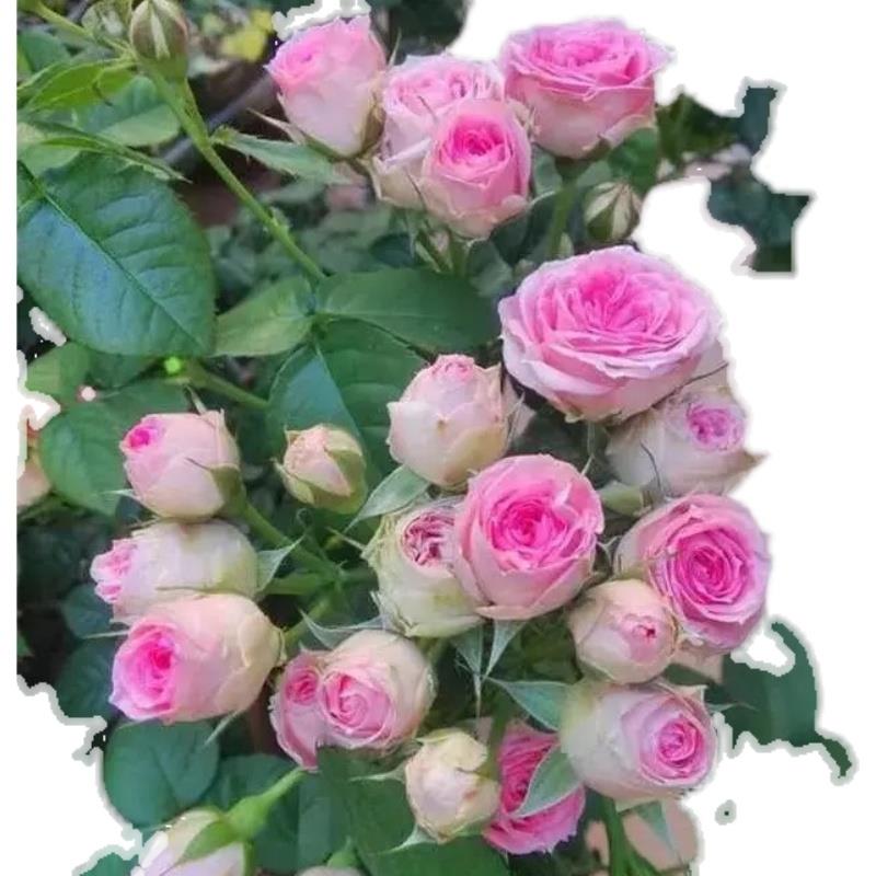 四季灌小月季花伊甸园苗粉色多头丰花月季阳台花园绿植