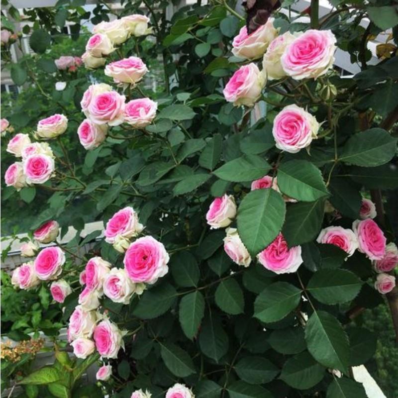 四季灌小月季花伊甸园苗粉色多头丰花月季阳台花园绿植