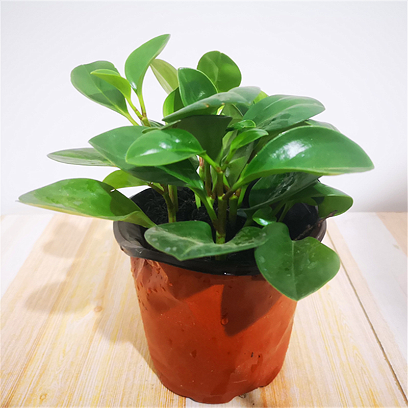 四季常青吸烟豆瓣鬼绿花青叶碧玉室内盆栽水培观叶绿植净化空气