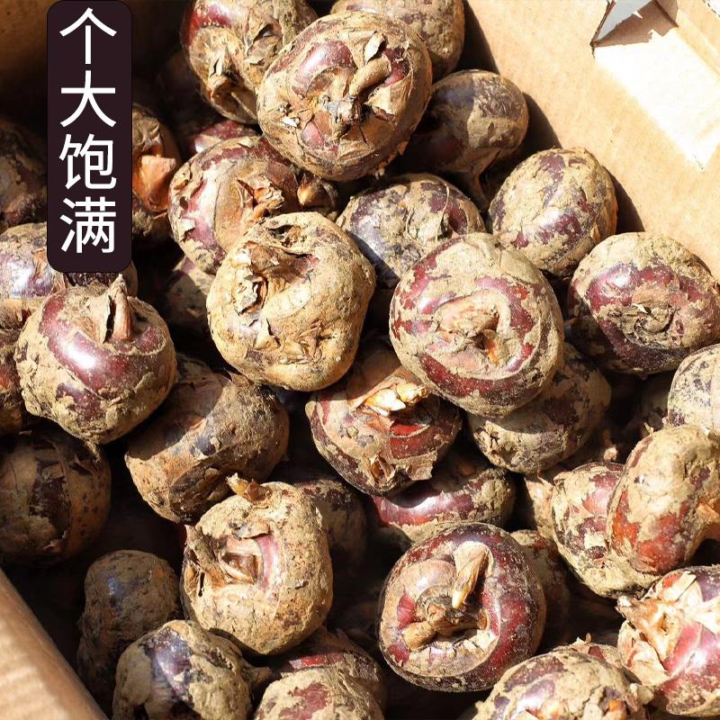 24年正宗荔浦马蹄特级荸荠现挖脆甜广西地栗当季乐新鲜水果蔬菜昌 - 图2