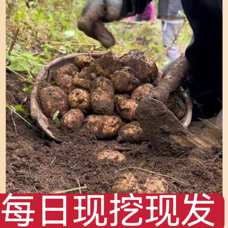 云南昭通新鲜天麻正宗小草坝仿野生特级天麻新鲜中药材正品 - 图1