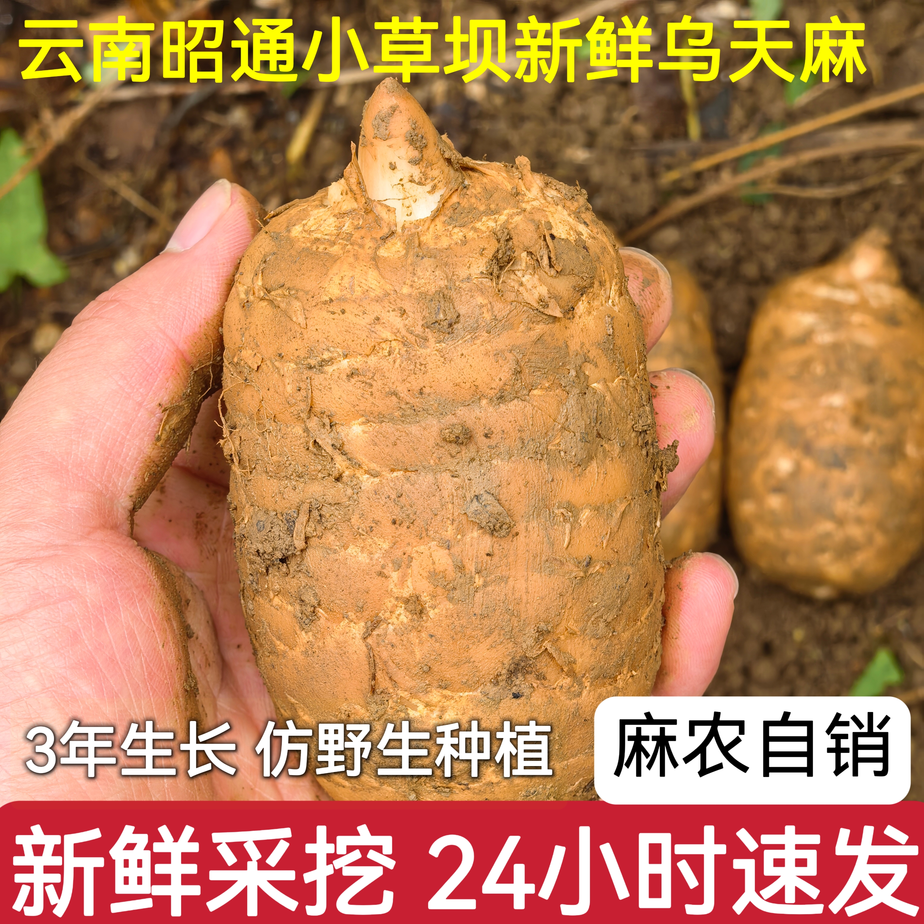 云南昭通新鲜天麻正宗小草坝仿野生特级天麻新鲜中药材正品 - 图0